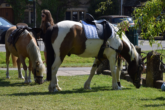 Lawn Mowers!