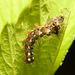 EF7A4146 Caterpillar