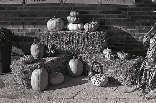 Pumpkins On Display