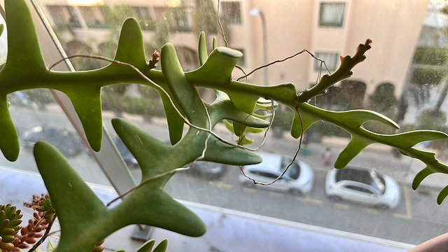 Epiphyllum anguliger, Fishbone cactus