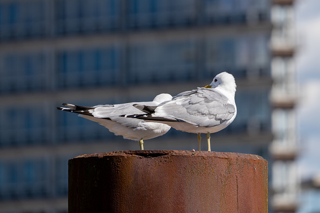 Hamburgtreffen 2025 - Besuch der Cap San Diego am 26.04.2025