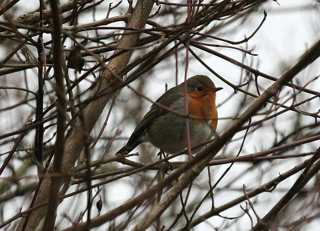 Rotkehlchen