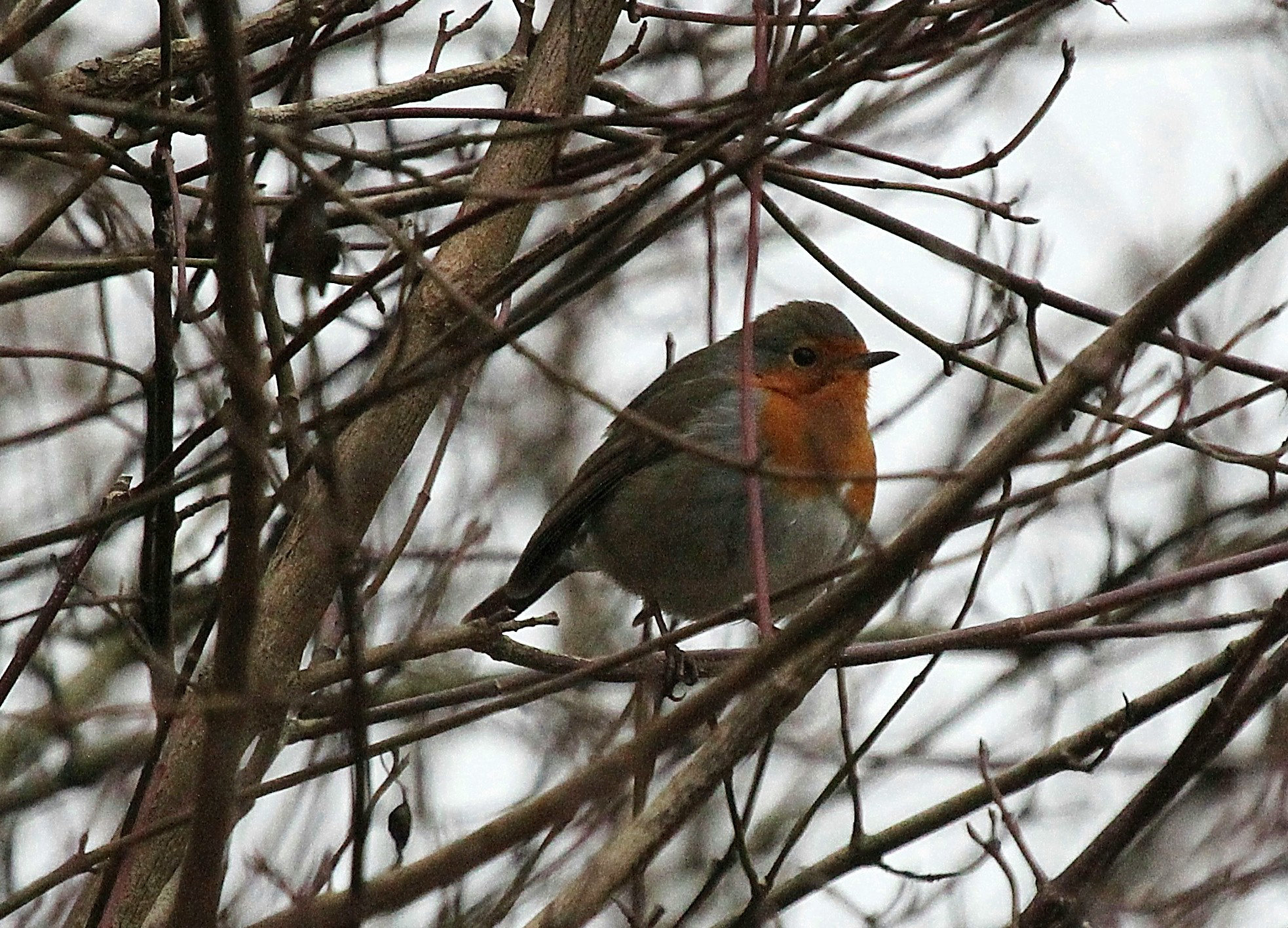 Rotkehlchen