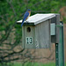 merlebleu de l'est / eastern bluebird