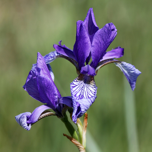 Sibirische Schwertlilie