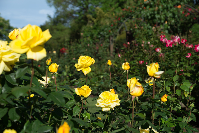 Neuseeland - Christchurch - Botanischer Garten