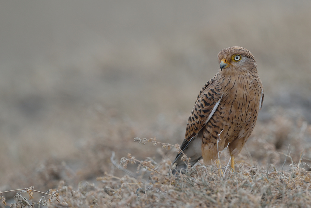 Crécerelle aux yeux blancs (Greater Kestrel)