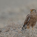 Crécerelle aux yeux blancs (Greater Kestrel)