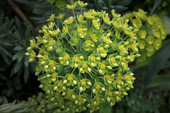 Euphorbia characias subp wulfenii (4)