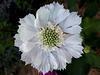 Dentelle