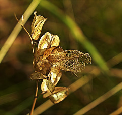 Seedheads Of Lace