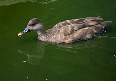 paddling duck paddling duck