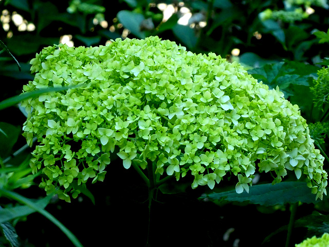 Hydrangea arborecens Annabelle