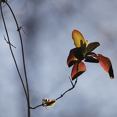 L'envol du lonicera !