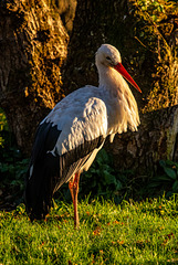 Stork