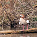 Egyptian goose, the colour of those legs !!