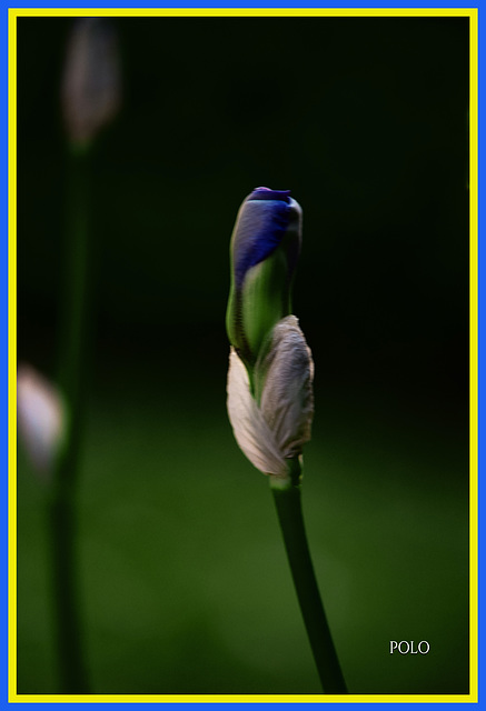 Sorprendente capullo de iris bulbosa+(1PiP)