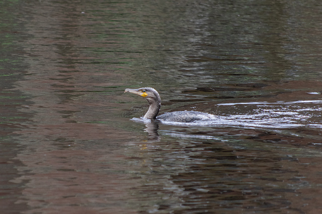 Cormorant