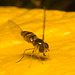 EF7A4162 Hoverfly