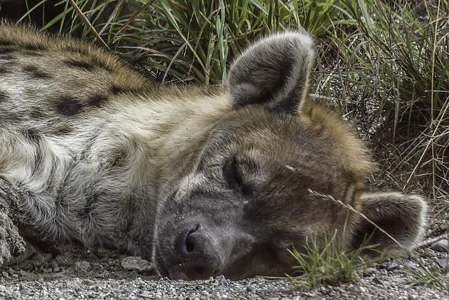 'Ein gutes Gewissen ist das beste Ruhekisen' ... Tüpfelhyäne im Zoo Zürich ... P.i.P. (© Buelipix)