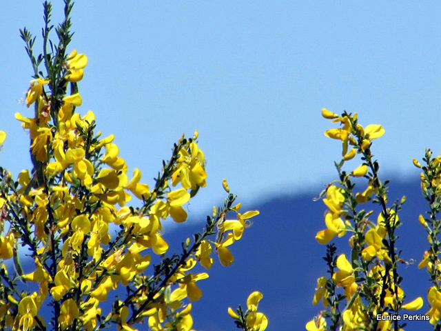 Broom Bush.