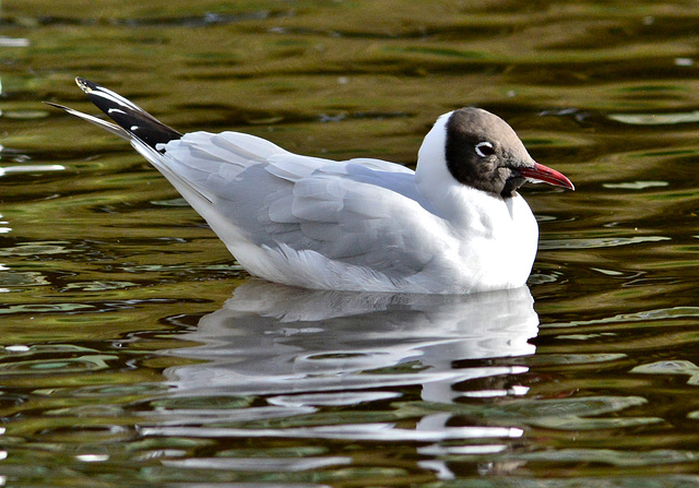 Black-headed Gull