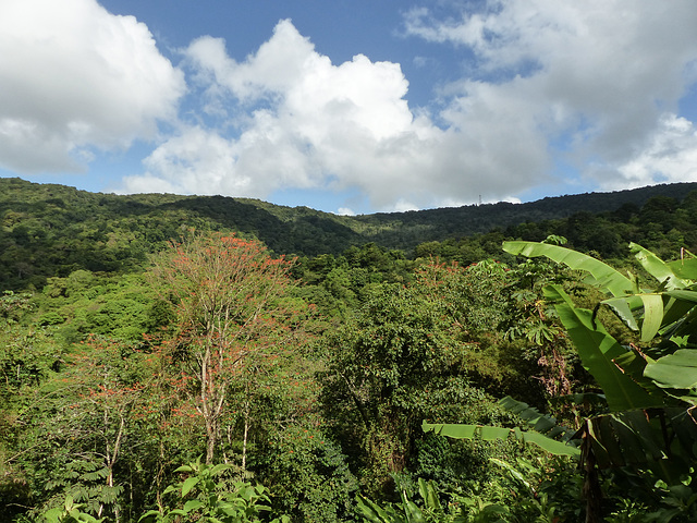 Rain forest, Asa Wright to Manzanilla, Trinidad, Day 6