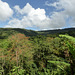 Rain forest, Asa Wright to Manzanilla, Trinidad, Day 6