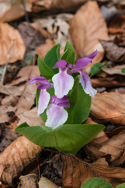 Galearis spectabilis (Showy orchis)