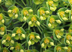 Euphorbia characias subp wulfenii