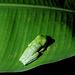 Red-eyed Tree Frog