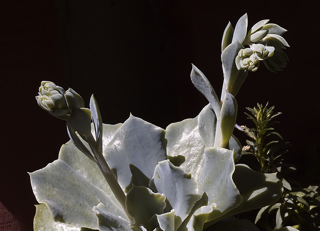 Promesses de fleurs.