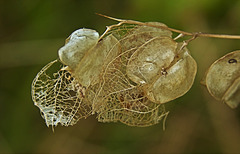 Seedheads Of Lace