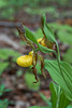 Cypripedium parviflorum var. pubescens (Large Yellow Lady's-slipper orchid)