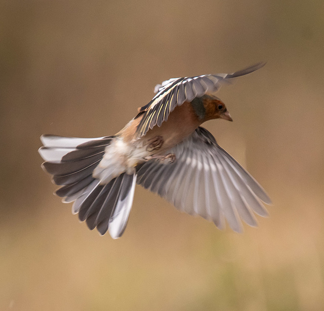 Chaffinch