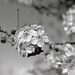 Ornamental Pear Tree Blossoms