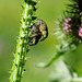 Grüne Rüsselkäfer bei der Paarung