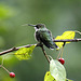 colibri à gorge rubis / ruby-throated hummingbird