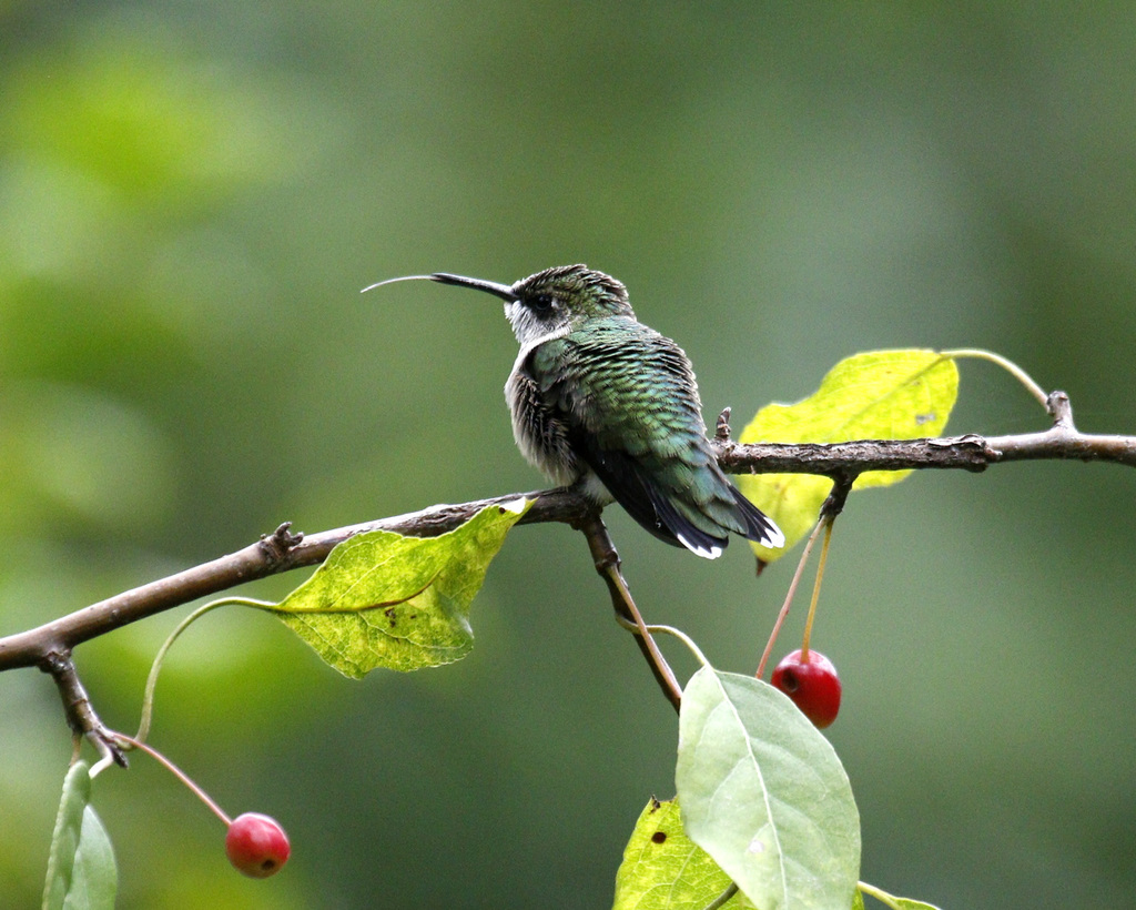 colibri à gorge rubis / ruby-throated hummingbird