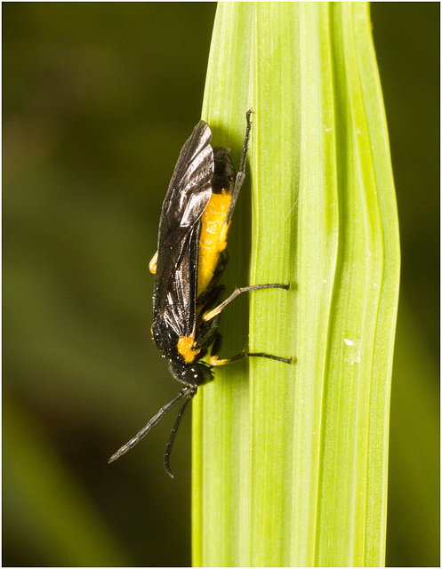 IMG 0702 Sawfly