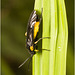 IMG 0702 Sawfly