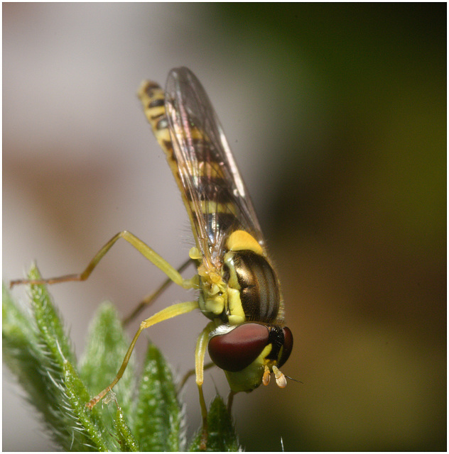 IMG 9680 Hoverfly