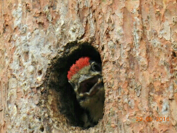 Greater spotted woodpecker chick