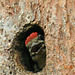 Greater spotted woodpecker chick