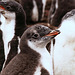 Gentoo Penguin chick, Bertha's Beach, East Falkland, 1987