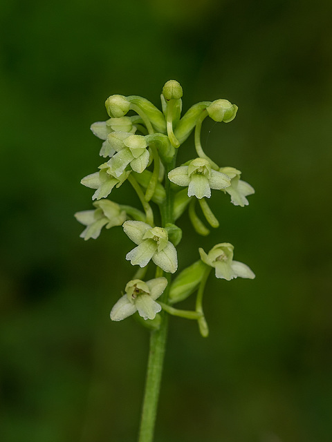 Gymnadeniopsis clavellata (Club-spur orchid)