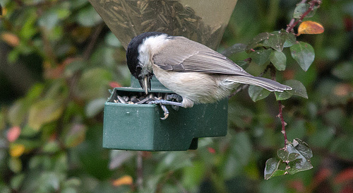 20151018 9412VRTw [D~RI] Weidenmeise (Poecile montanus), Rinteln