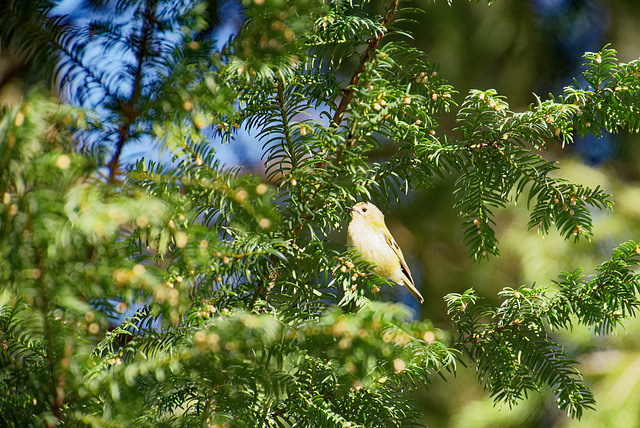 21.02.28 Wintergoldhähnchen 2