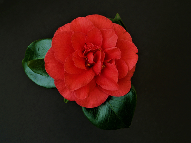 Camelia on black background.