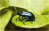 IMG 0705 Beetle